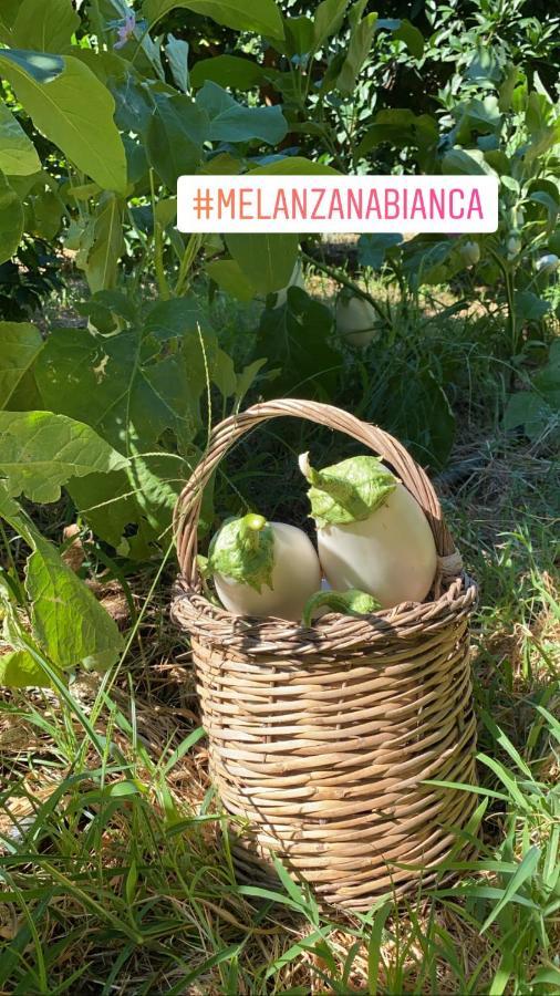 Agriturismo Fiori D'Arancio Palagiano Kültér fotó